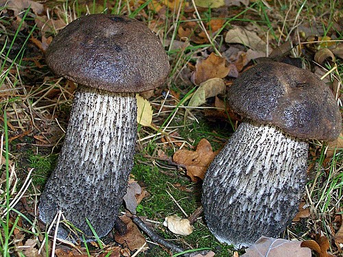 Підберезник чорний - Leccinum scabrum f. melaneum (Smotl.) Skirgiello.. або Leccinum melaneum